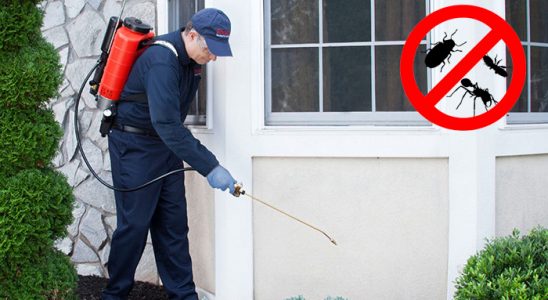 Kürtün Fare İlaçlama böcek ilaçlama ve haşere kontrolü — ilaclama-tr.com